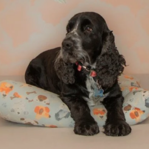 Custom cushion project by Creature Comforts Upholstery
