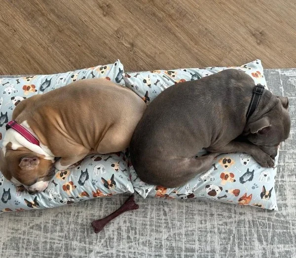 Dog curled up on a custom upholstered pet bed by Creature Comforts Upholstery